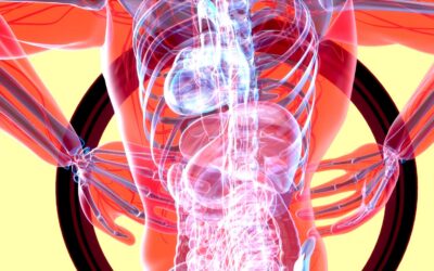 Kuidas keha töötab, milline on käsuahel?